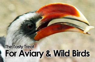 A Tasty Treat For Aviary and Wild Bird